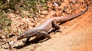 Varan du désert la faune du Désert