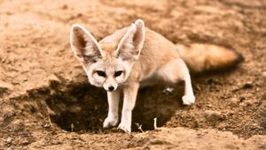 La faune dans le désert de Chegaga