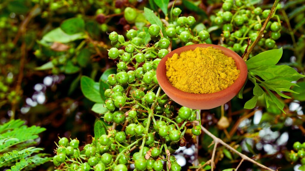 La plante du Henna (Henné) au Maroc